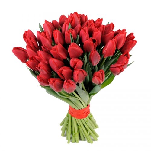 Фото товара 51 красный тюльпан в Белгород-Днестровском