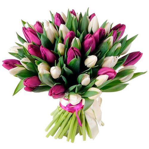 Фото товара 51 бело-пурпурный тюльпан (с лентой) в Белгород-Днестровском