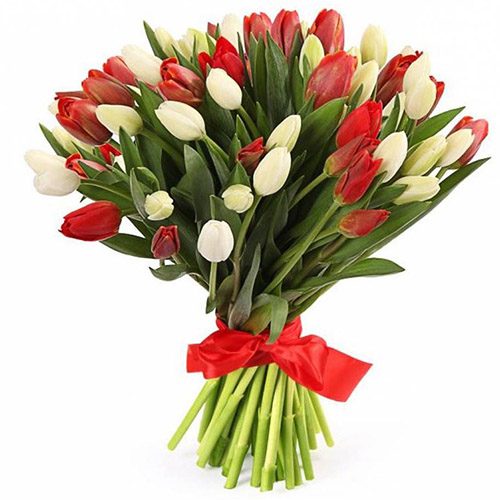 Фото товара 51 красно-белый тюльпан (с лентой) в Белгород-Днестровском