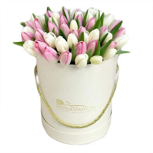 Фото товара 51 бело-розовый тюльпан в коробке в Белгород-Днестровском