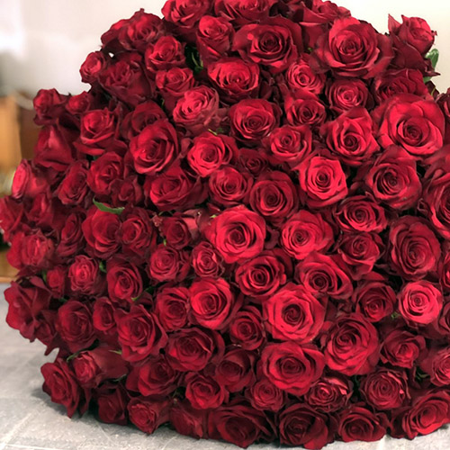 101 красная роза фото букета