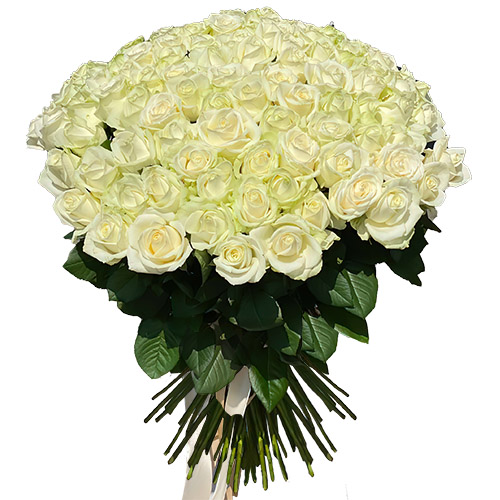 Фото товара 101 троянда біла в Белгород-Днестровском